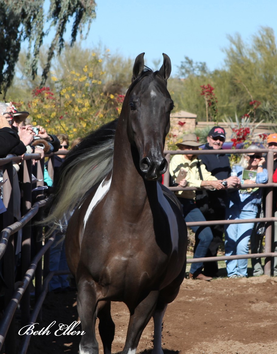 Arab Horse Farm Tours | December 29th - January 1st