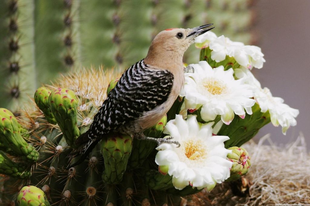 The Enchanting Saguaro Cactus Flower