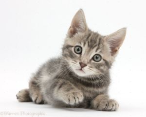 Kitten Pop-Up Adoption Shop | June 22-23, 2019