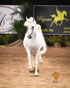 Arabian National Breeder Finals | September 25-28, 2019