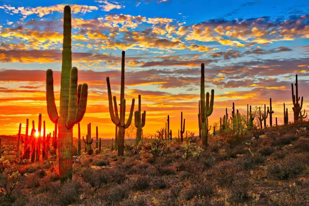 Secrets of our Sonoran Desert