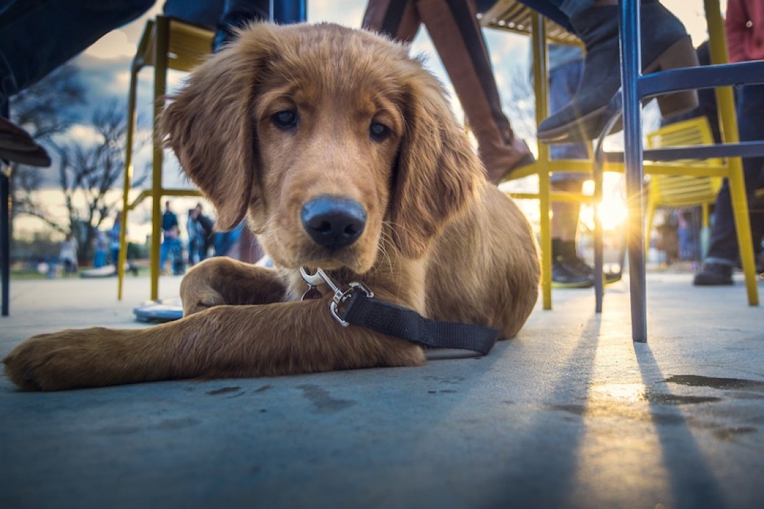 Perfect Patios for the Pooch