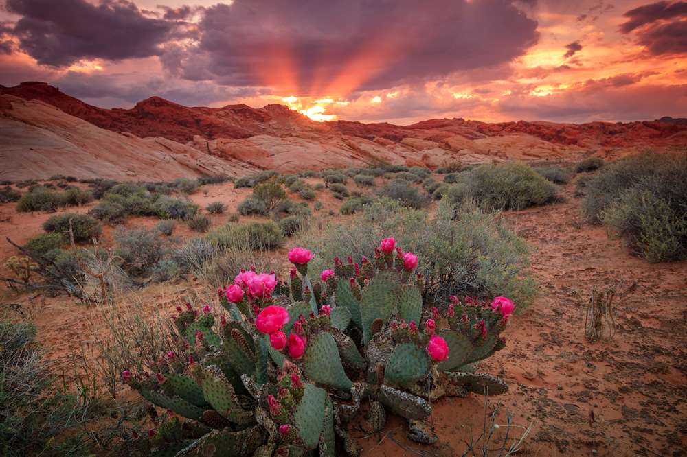 Lucky Loves - Sonoran Desert Landscape
