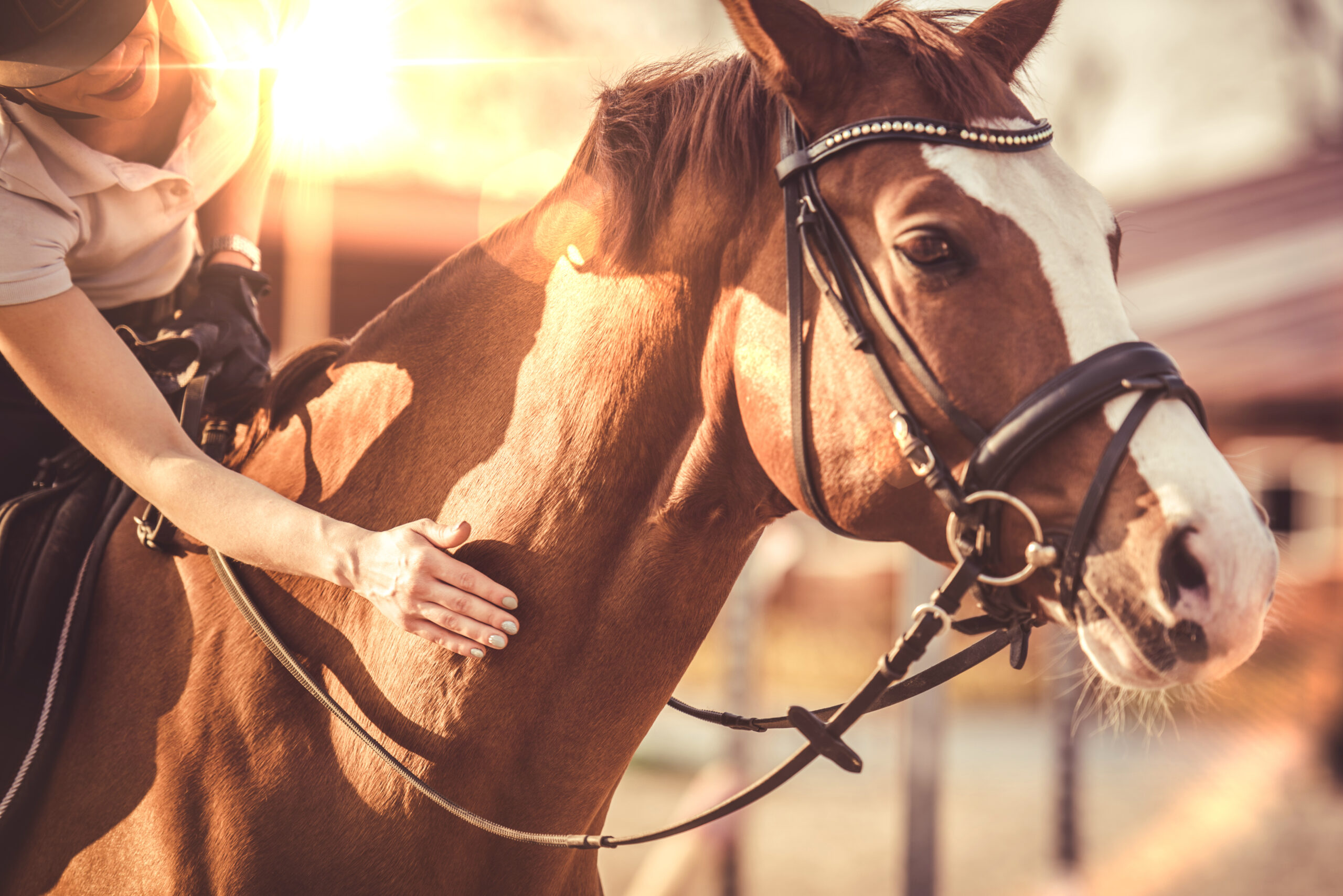 Scottsdale Arabian Horse Show 2022