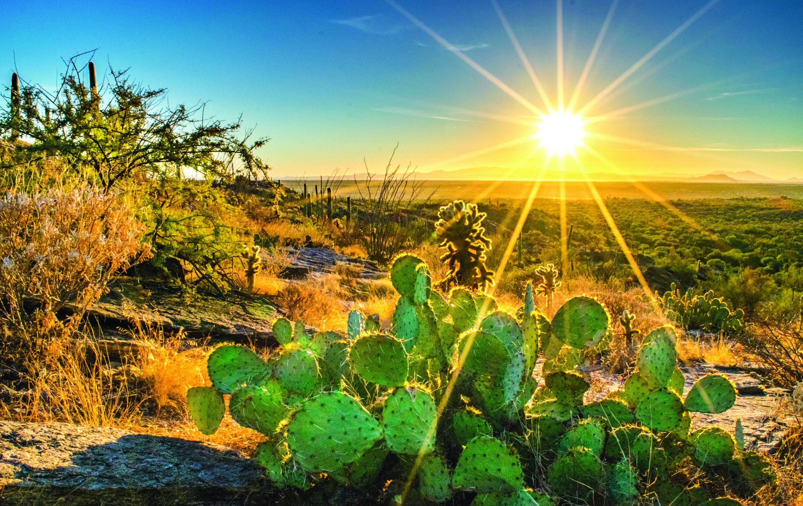 Summer in the Desert