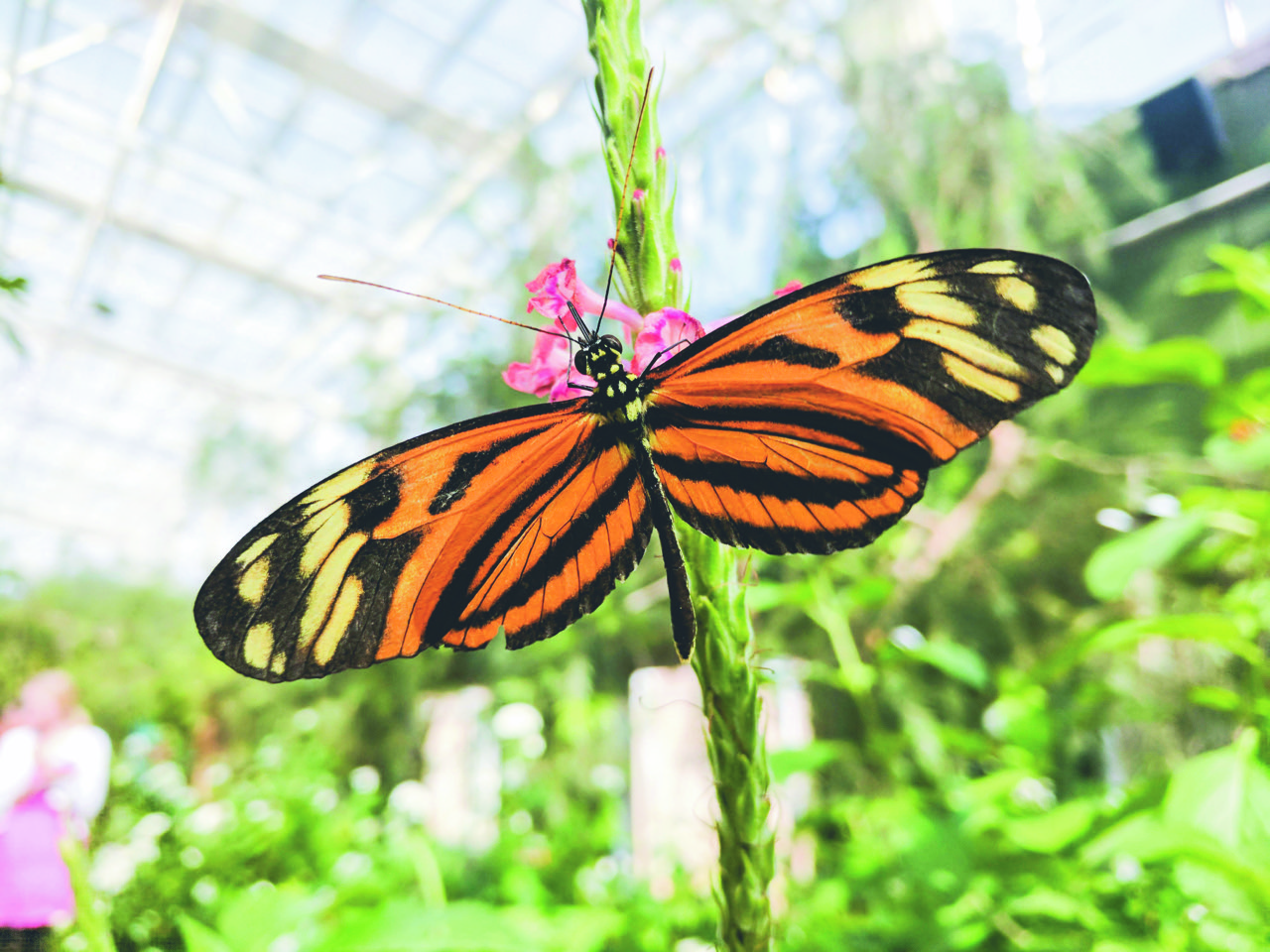 Spring Butterfly Festival