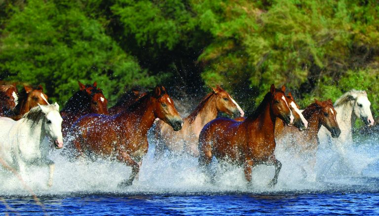 SALT RIVER WILD HORSE MANAGEMENT GROUP
