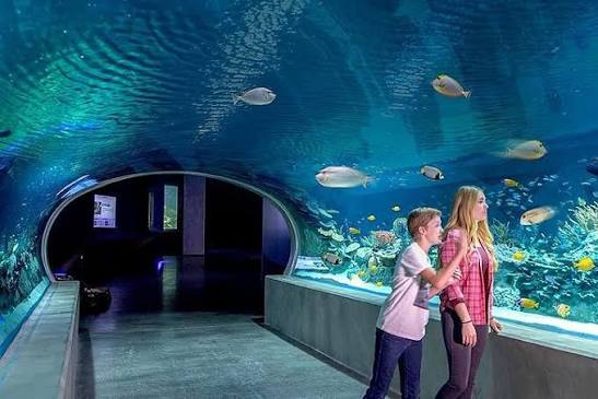 Fish & Sips Happy Hour at OdySea Aquarium | Scottsdale
