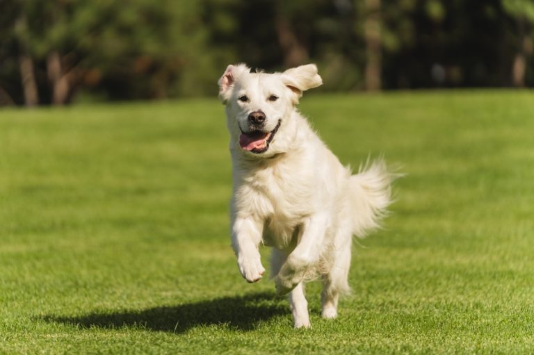 Thompson Peak Park Dog Park